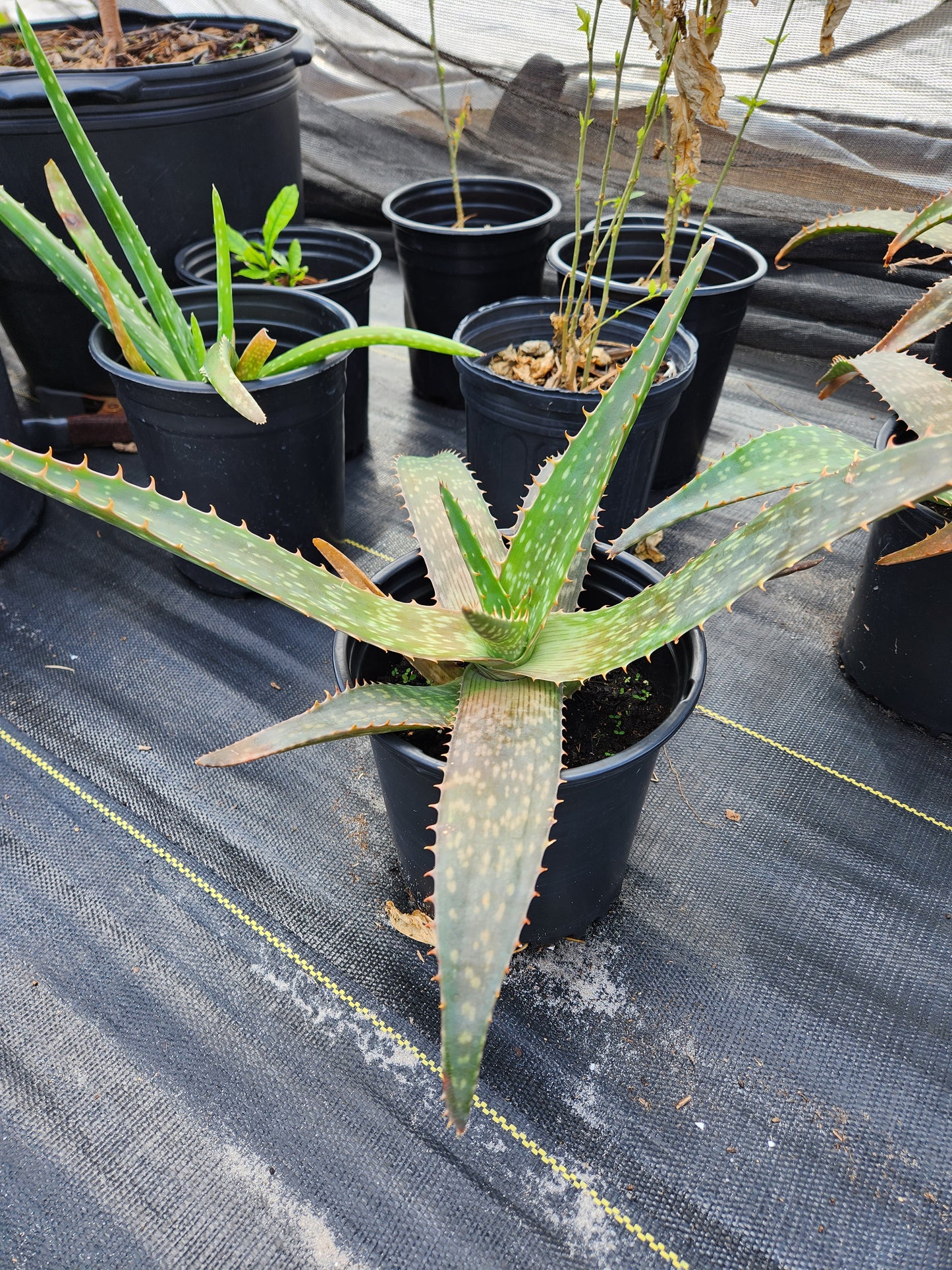 Aloe Vera (Green)