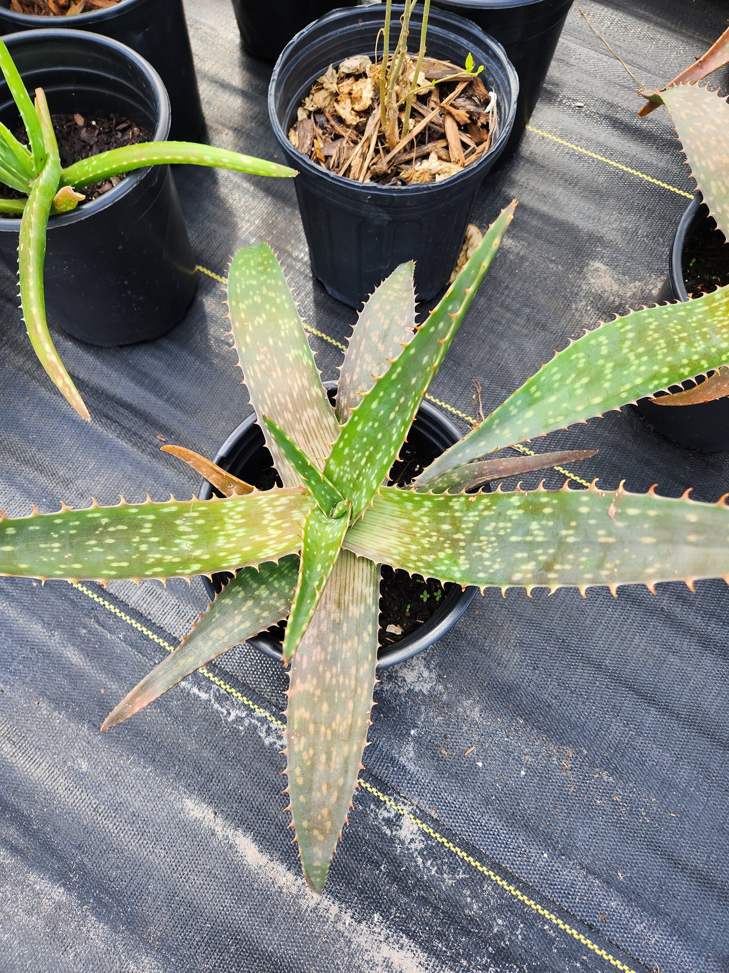 Aloe Vera (Green)