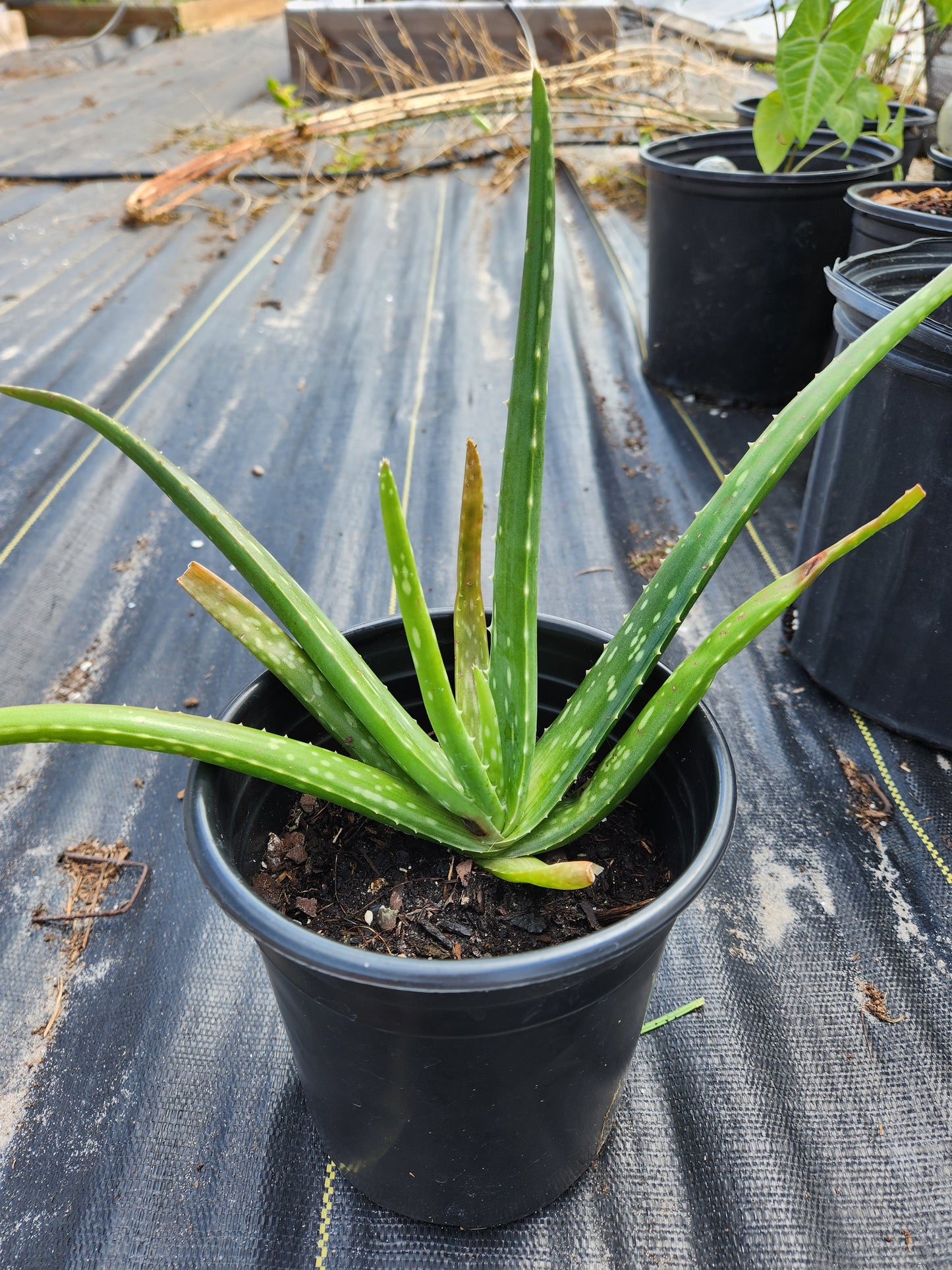 Aloe Vera (common)