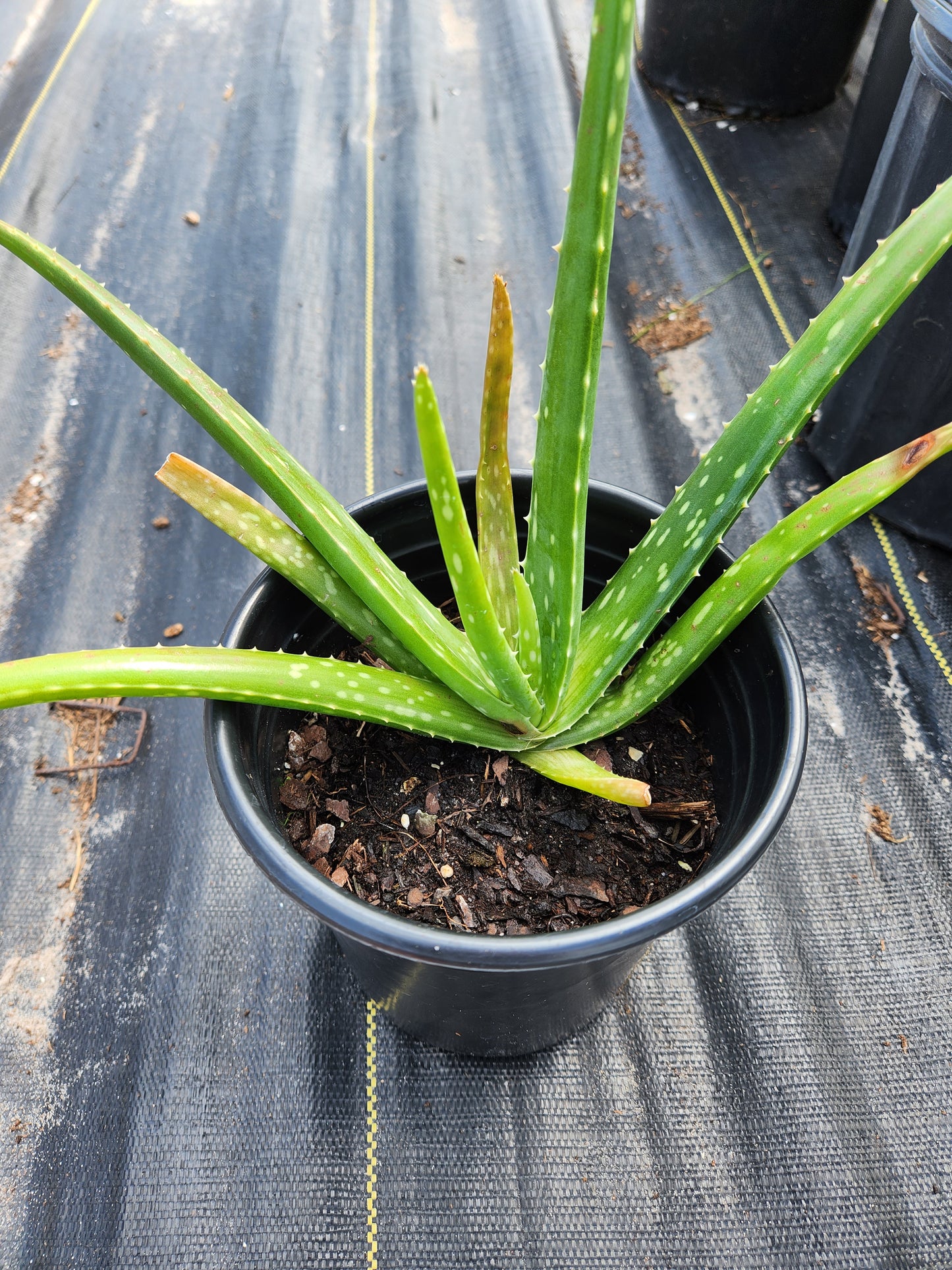 Aloe Vera (common)